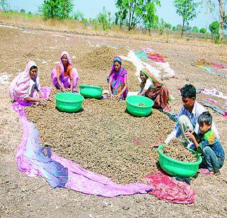 Turmeric production from collective farming | सामूहिक शेतीतून हळद उत्पादन Turmeric production from collective farming | सामूहिक शेतीतून हळद उत्पादन