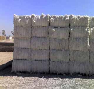 Three million in the purchase of cotton bales! | देशात तीन कोटींवर कापूस गाठींची खरेदी!