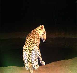 Thorn hunt poisoned by thirst | तहानेने व्याकूळ तडसाने सोडली हरणांची शिकार