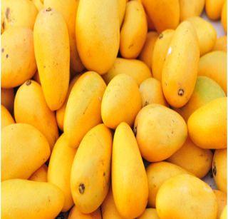 Artificially raised mangoes have a headache | कृत्रिमरित्या पिकवलेल्या आंब्यांची डोकेदुखी Artificially raised mangoes have a headache | कृत्रिमरित्या पिकवलेल्या आंब्यांची डोकेदुखी