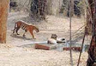 Tiger in dumps in Navegaon Bandh | नवेगावबांधमध्ये वाघाची डरकाळी कायम