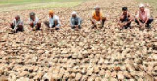 The incident of leftover legspace: | अवकाळीचा तेंदूपत्त्याला फटका : The incident of leftover legspace: | अवकाळीचा तेंदूपत्त्याला फटका :