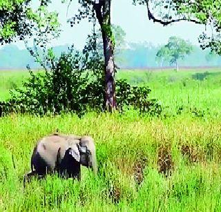 The forest built in 1,360 acres of forest | या पठ्ठ्याने १,३६0 एकरमध्ये निर्माण केले जंगल