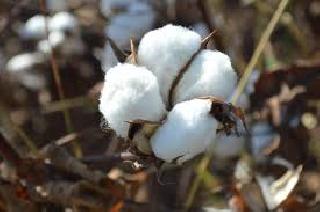 Cotton plantation decreased! | कपाशीची लागवड घटली!