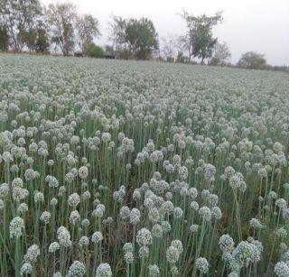 Pathad is the village of onion growers | पथराड बनतंय कांदा उत्पादकांचे गाव