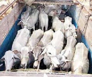 Illegal transportation of animals; Four accused filed on the complaint! | जनावरांची अवैध वाहतूक; चार आरोपींवर गुन्हा दाखल!