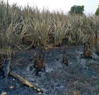 Seven lakes of sugarcane burned in fire | आगीमध्ये सात लाखाचा ऊस जळून खाक