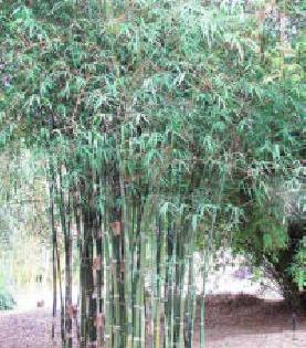 Bamboo and fodder should be planted in the front of the drain | नाल्याच्या दुतर्फा बांबू आणि चारा लागवड करावी