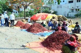 The water of the farmers brought the red chillies! | लाल मिरचीने आणले शेतकऱ्यांच्या डोळ्यात पाणी!