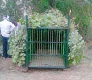 Cage planted near Ravi village to catch Vaghala | वाघाला पकडण्यासाठी रवी गावाजवळ लावले पिंजरे