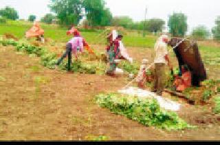 Groundnut Harvesting: | भुईमूग काढणी :