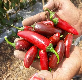 Shrigonda chillies in America pizza tadka | श्रीगोंद्यातील मिरचीचा अमेरिकेतील पिझ्झाला तडका