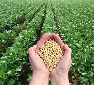 Soybean trends in five thousand hectares | पाच हजार हेक्टरवर सोयाबीन प्रात्याक्षिक