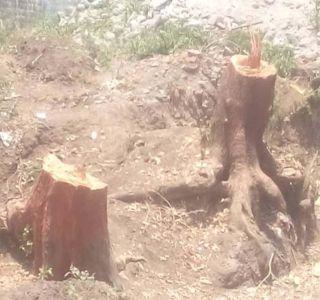 Slaughterhouse of Dredger Trees for the Drainage Work | गटारीच्या कामासाठी डेरेदार वृक्षांची कत्तल