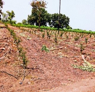 Sugarcane cane due to lack of water, banana crop was lost | पाण्याअभावी ऊस, केळी पिके गेली वाया