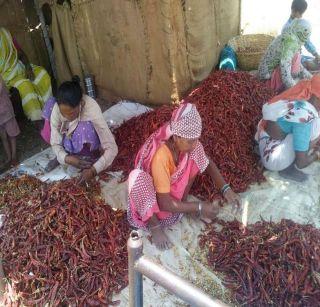 Due to the increase in chilli arrivals, the rate decreases | धुळ्य़ात मिरचीची आवक वाढल्याने दरात घसरण