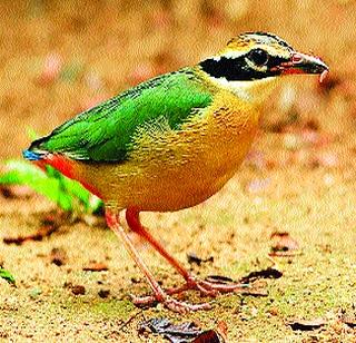 Various birds giving monsoon uniforms to Mumbai; Opportunity for bird watching | मान्सूनची वर्दी देणारे विविध पक्षी मुंबईत दाखल; पक्षीनिरीक्षणाला संधी