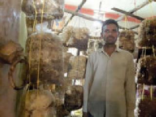 30 thousand profits a month from mushroom production | मशरुम उत्पादनातून एक महिन्यात ३० हजारांचा नफा