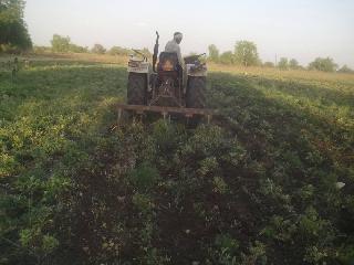 The farmer crumbled on groundnut crop | शेतकऱ्याने भुईमूगाच्या पिकावर फिरवला नांगर