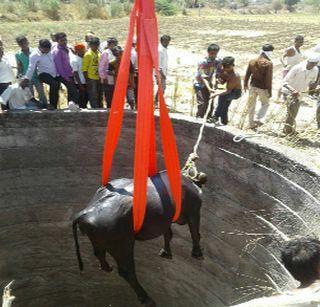 After a fight at Vaishola, the buffalo falls in the well | वांजोळा येथे भांडणानंतर म्हशी पडल्या विहिरीत