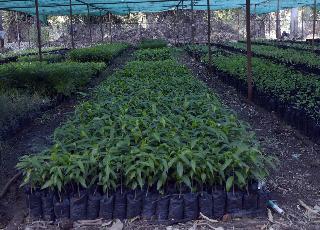 22 lakh seedlings will be planted in the district | जिल्ह्यात होणार २२ लाख रोपांची लागवड