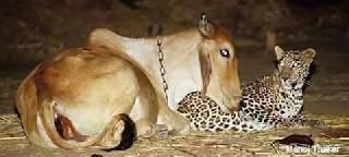 The strange friendship of the leopard and cows | बिबट व गायीची अनोखी मैत्री