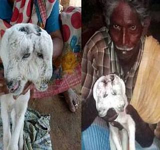 Odd In Karnataka, two mouth and four-eyed goat were born | विचित्र! कर्नाटकात जन्माला आले दोन तोंडे आणि चार डोळ्यांचे बोकड