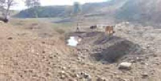 Water crisis in addition to wild animals | वन्यप्राण्यांसह पाळीव प्राण्यांसमोरही पाणी संकट Water crisis in addition to wild animals | वन्यप्राण्यांसह पाळीव प्राण्यांसमोरही पाणी संकट