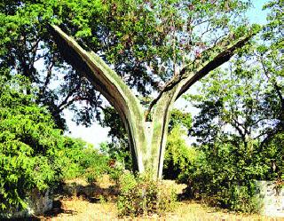 Dhumashan is the name of Pelican Park | पेलिकन पार्कच्या नामकरणावरून धूमशान