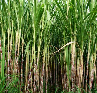 Increase in sugarcane 'FRP' | उसाच्या ‘एफआरपी’मध्ये वाढ