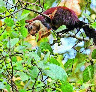 The number of oysters in the Bhimashankar sanctuary increased | भीमाशंकर अभयारण्यात शेकरूंची संख्या वाढली