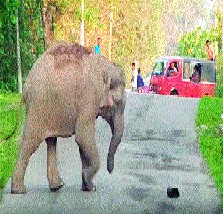 Elephant playing football on the road | रस्त्यावर फुटबॉल खेळणारा हत्ती