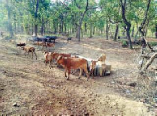 Bondage for the cattle | पाळीव जनावरांसाठी बांधला हौद