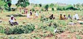 Speed ​​of groundnut harvesting in Pusad taluka | पुसद तालुक्यात भुईमूग काढणीला वेग