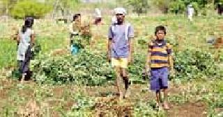 Groundnut Harvesting: | भुईमूग काढणी :