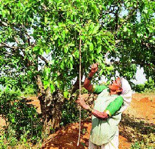 Text of Tribal Farmers Back to Hare Shopping Center | हिरडा खरेदी केंद्राकडे पाठ आदिवासी शेतकऱ्यांचीपाठ