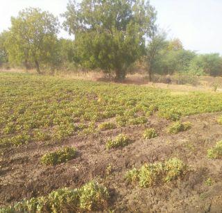 Crop of ground crop due to water scarcity | पाणी टंचाईमुळे कापडणे परिसरात भूईमूग पिकाला फटका