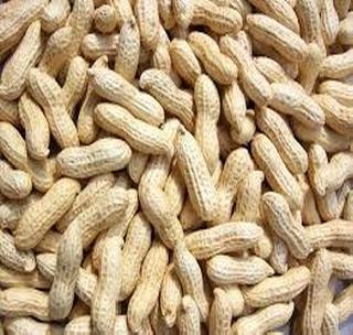 Summary of summer groundnut increased, prices declined | उन्हाळी भुईमुगाची आवक वाढली, भाव घसरले