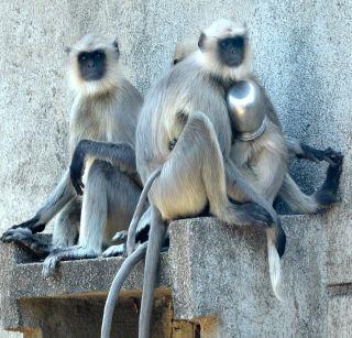 How to remove him from the neck of the monkey | माकडाच्या मानेत अडकला गडू त्याला कसे काढू