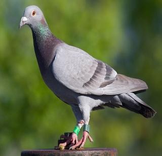 BNHS will study doves | बीएनएचएस करणार कबुतरांचा अभ्यास