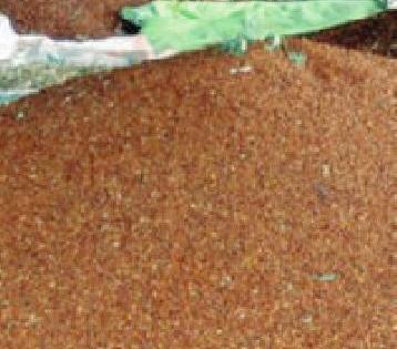Investigation of one and a half thousand producers of tur | दीड हजार तूर उत्पादकांची चौकशी Investigation of one and a half thousand producers of tur | दीड हजार तूर उत्पादकांची चौकशी