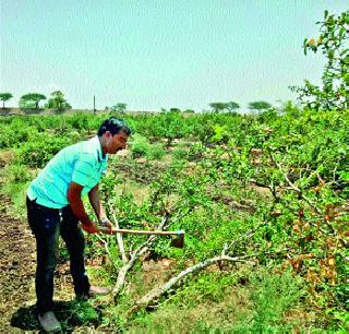 An angry farmer broke into the pomegranate | संतप्त शेतकऱ्याने तोडली डाळिंबबाग