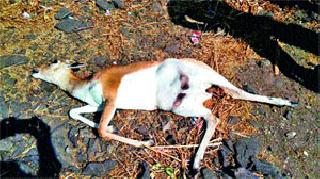 Deer killed by a truck in Pimpalegaon Jalal Shivar | पिंपळगाव जलाल शिवारात ट्रकच्या धडकेने हरीण ठार