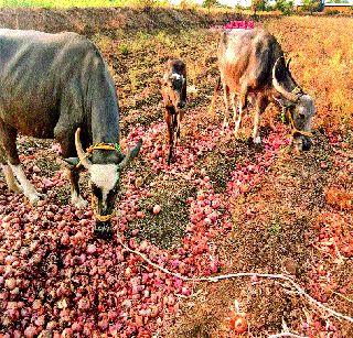 Such a 'tarah': There is no cost even for the production expense, to reach the market | अशी ही ‘तऱ्हा’: उत्पादनखर्च सोडाच, बाजारात पोहोचविण्याचाच खर्चही निघत नाही