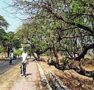 When will the Palkhi corridor get its start? | पालखी मार्गाच्या दुरुस्तीला मुहूर्त मिळणार कधी?