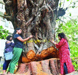 Citizens' intense opposition to the tree | वृक्षतोडीला नागरिकांचा तीव्र विरोध Citizens' intense opposition to the tree | वृक्षतोडीला नागरिकांचा तीव्र विरोध