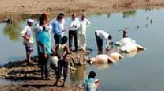 14 cows, four goats drown in a lake and die | १४ गाई, चार बकऱ्यांचा तलावात बुडून मृत्यू