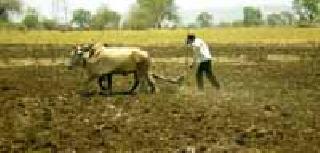 Kharipa will be planted on 76 thousand hectares | ७६ हजार हेक्टरवर होणार खरिपाची लागवड Kharipa will be planted on 76 thousand hectares | ७६ हजार हेक्टरवर होणार खरिपाची लागवड