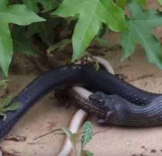 VIDEO: The snake devoured the snake and then .... | VIDEO: सापाने गिळला जिवंत साप आणि नंतर....