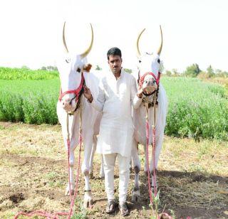 These are the Maneki bullocks in Tikoba Palakki Sohal | या आहेत तुकोबा पालखी सोहळ्यातील मानाच्या बैलजोड्या